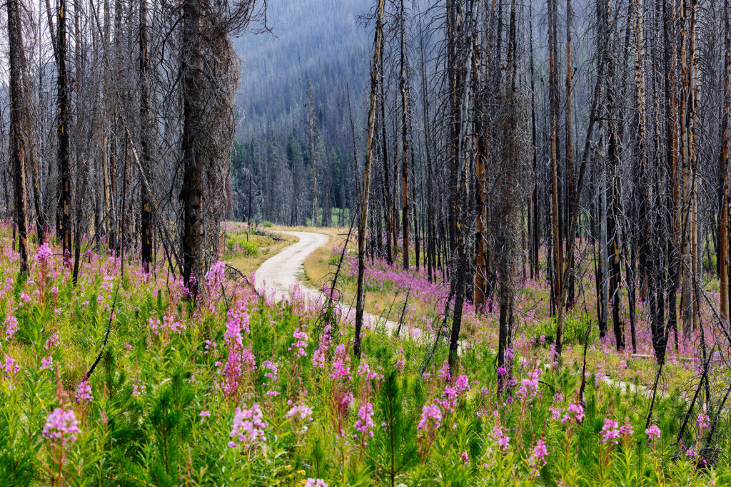 Fireweed and green vegetation growing among fire-scarred trees along the road in the Alder Creek Fire burn area.