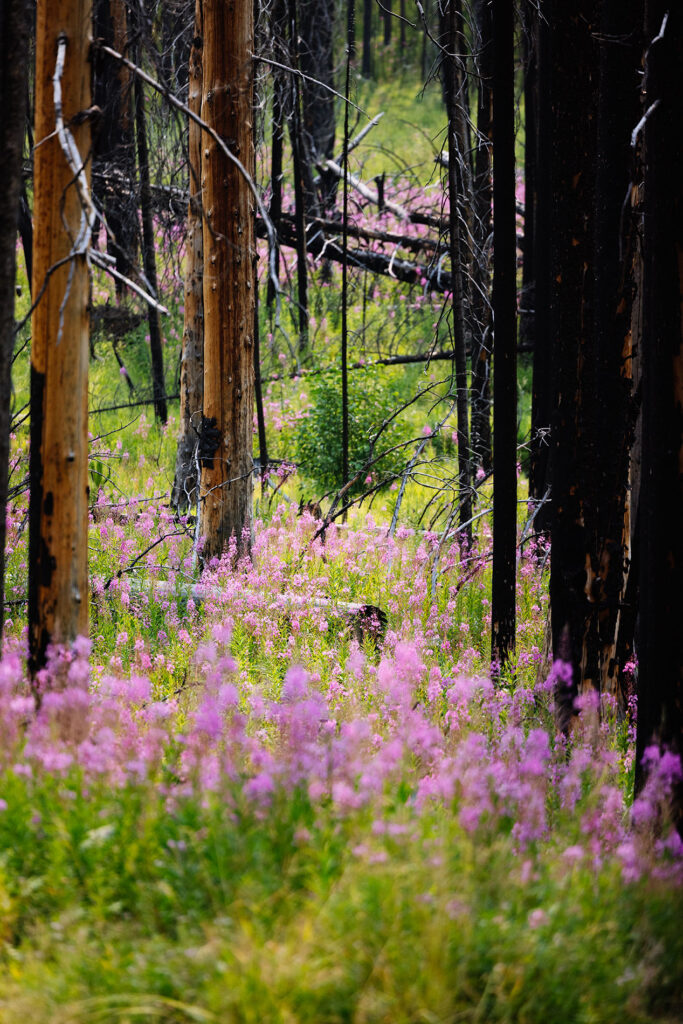 Pink fireweed and new vegetation growing between charred and fire-scarred tree trunks after the Alder Creek Fire in Montana.