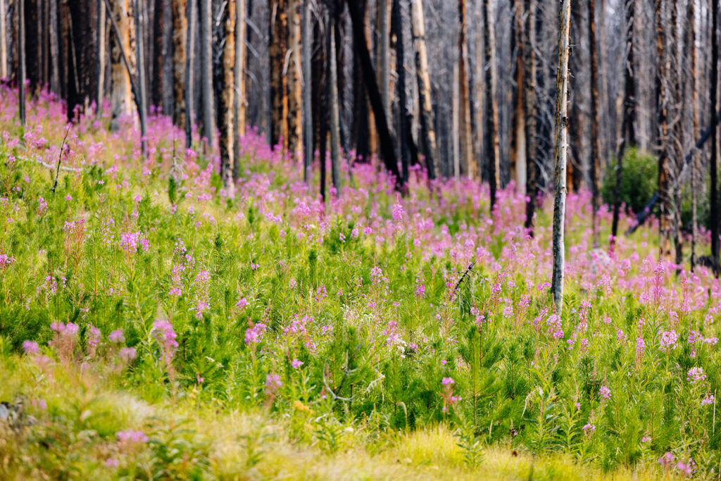 Young lodgepole pines growing among fireweed and standing burned trees in the Alder Creek Fire burn area in Montana.