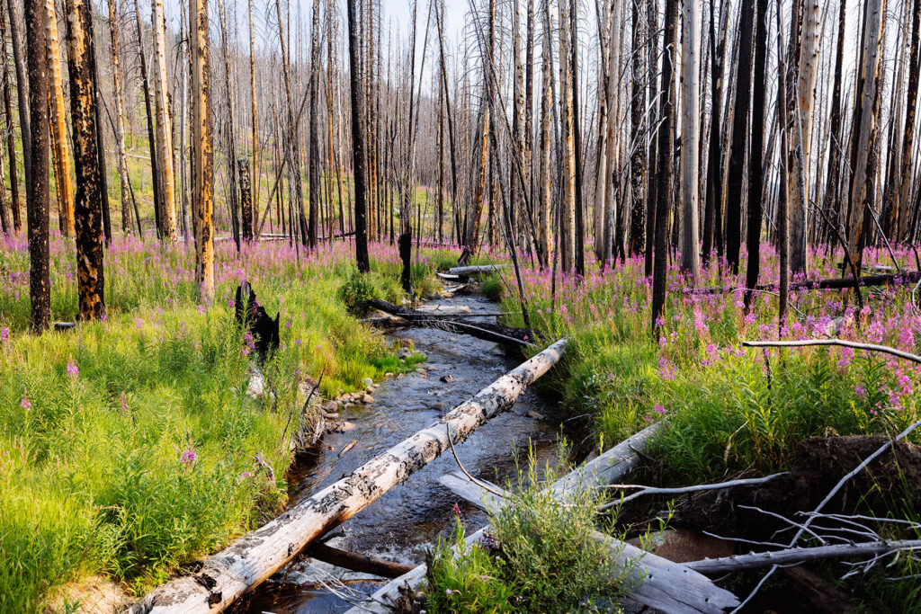 Fireweed and new vegetation growing along Bryant Creek among burned trees following the Alder Creek Fire in Montana.