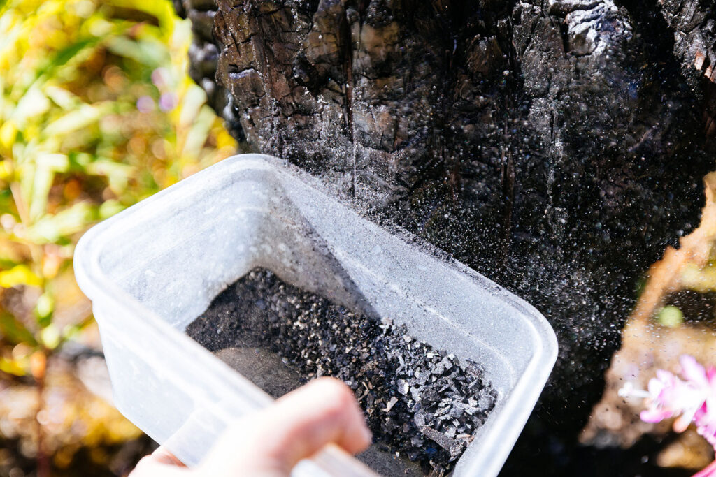 Collecting charred wildfire ash from burned tree bark