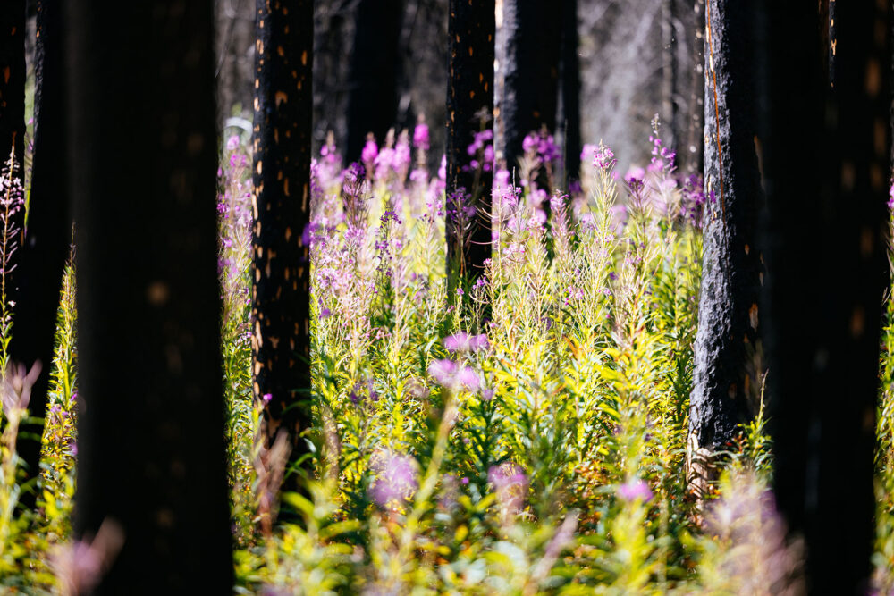 Fireweed growing among burned trees in a recovering wildfire landscape