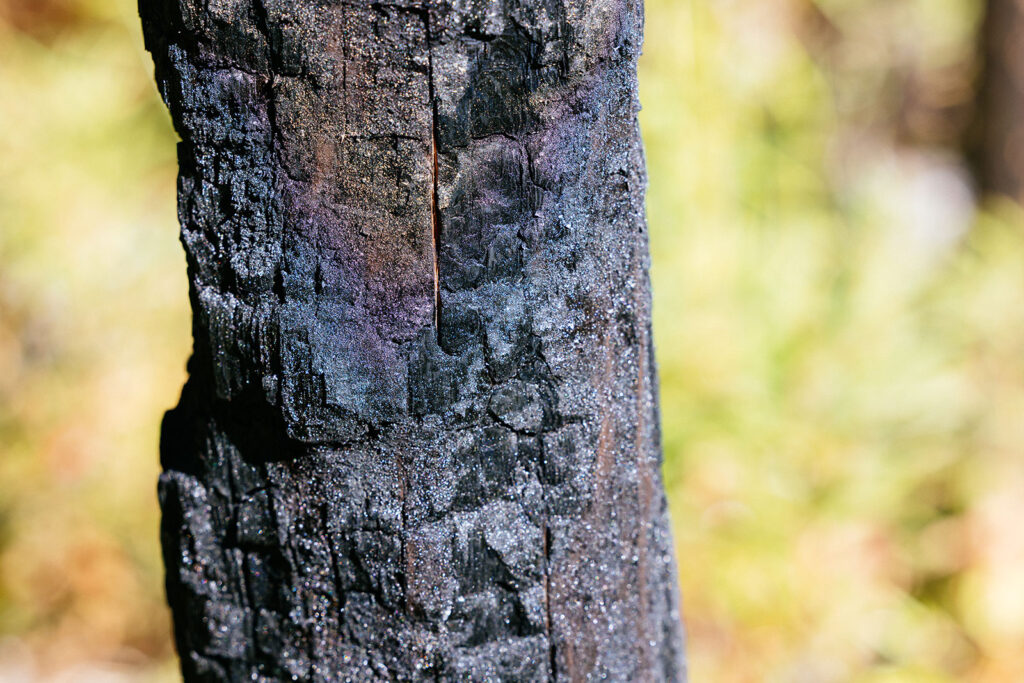 Charred tree bark with iridescent blue and violet highlights