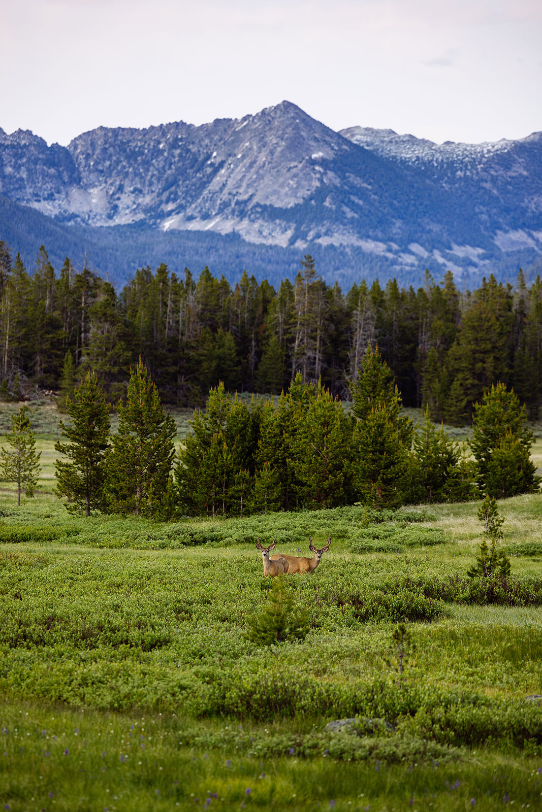 Mule Deer Meadow, Vertical