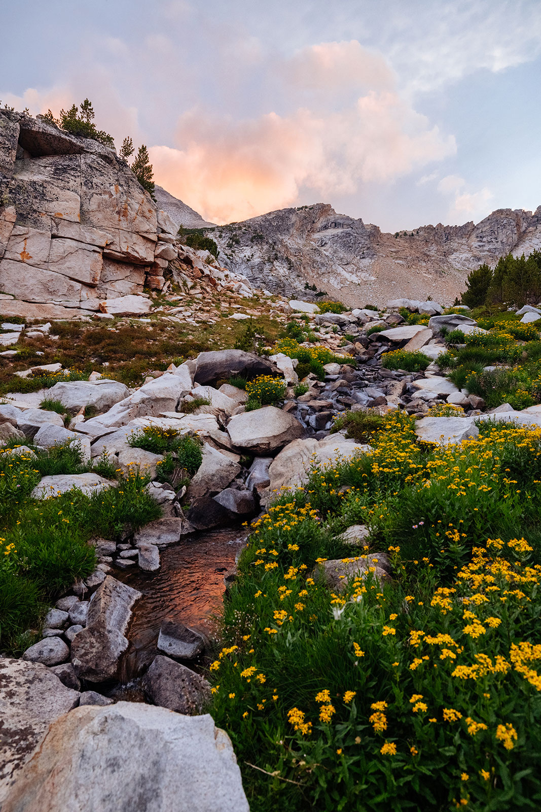 Golden Evening, Vertical