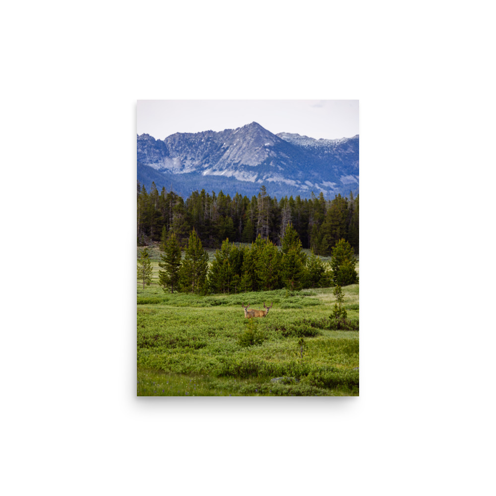 Mule Deer Meadow, Vertical - Image 2