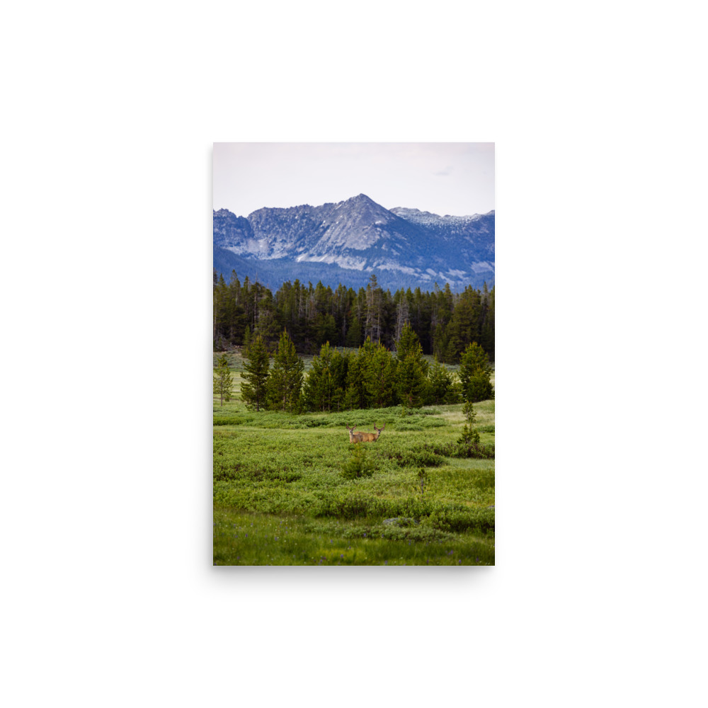Mule Deer Meadow, Vertical - Image 3