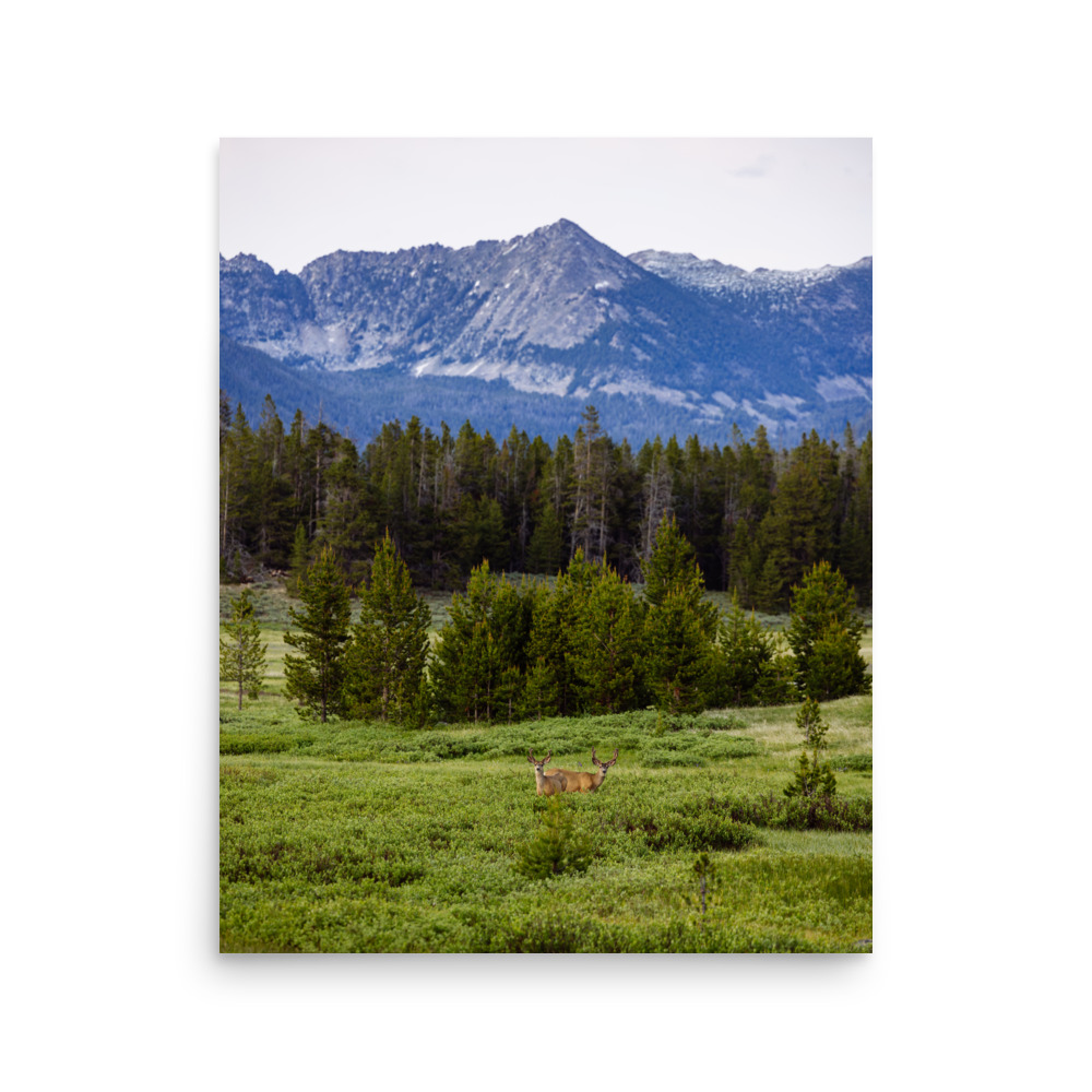 Mule Deer Meadow, Vertical - Image 4