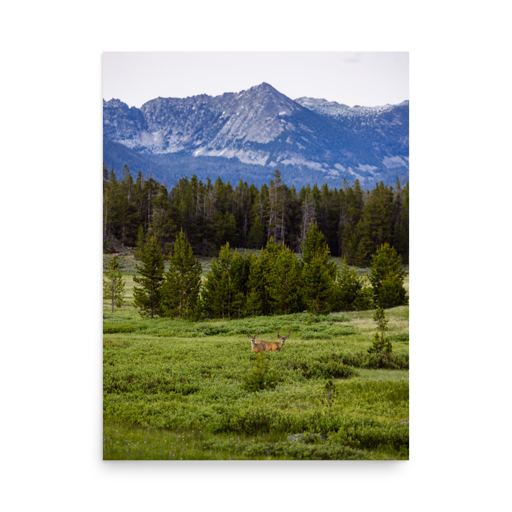 Mule Deer Meadow, Vertical - Image 5