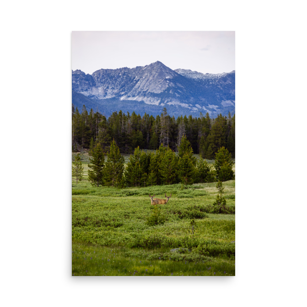 Mule Deer Meadow, Vertical - Image 6