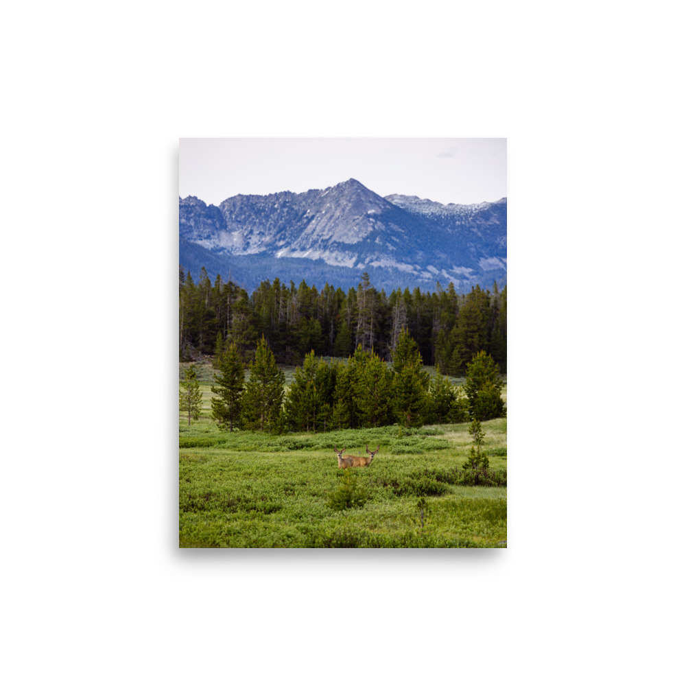 Mule Deer Meadow, Vertical - Image 7