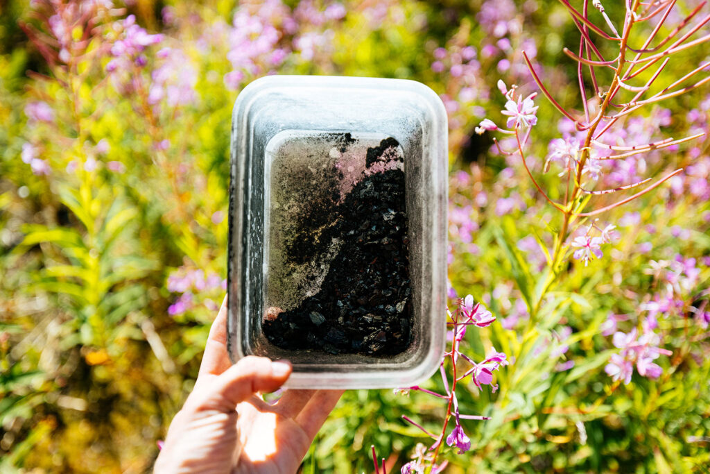Container of collected wildfire ash among fireweed flowers